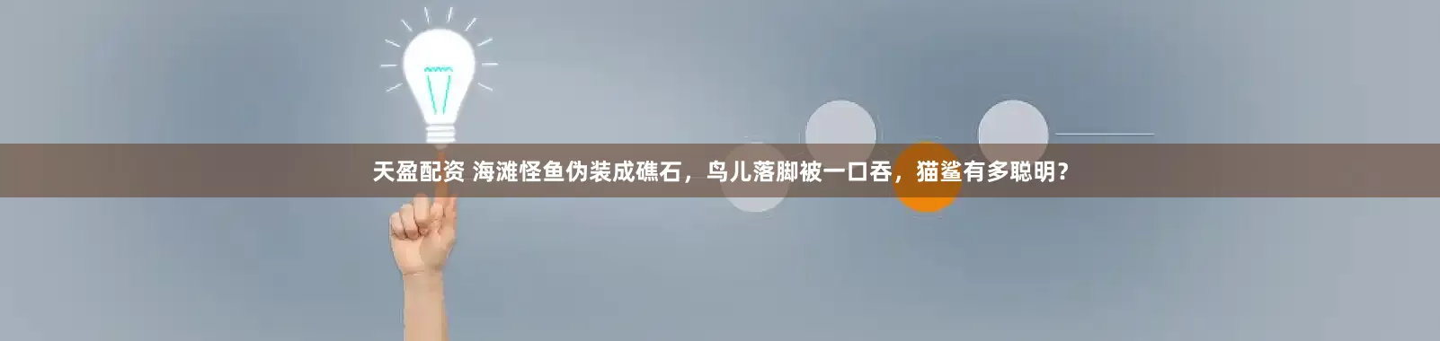 天盈配资 海滩怪鱼伪装成礁石，鸟儿落脚被一口吞，猫鲨有多聪明？