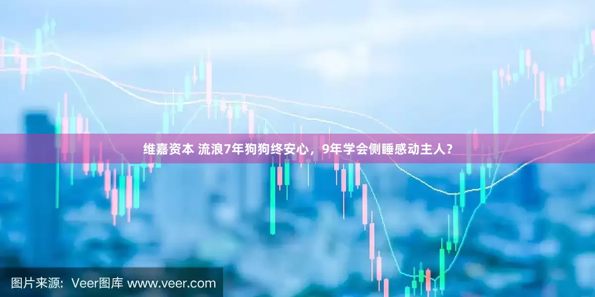 维嘉资本 流浪7年狗狗终安心，9年学会侧睡感动主人？